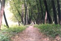 Тропа